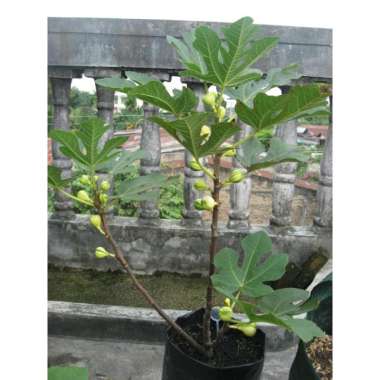 pohon buah tin cepat berbuah