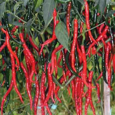 Benih Cabe Merah | bibit cabai keriting 3 Butir