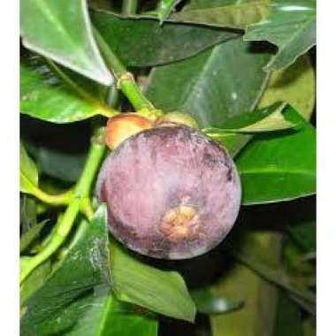 pohon manggis cepat berbuah