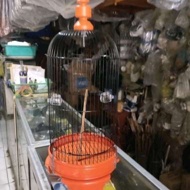 Sangkar pleci konin tebok pakai kaki merk sss tinggal pakai