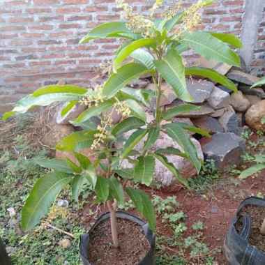 bibit buah mangga Chokanan berbunga