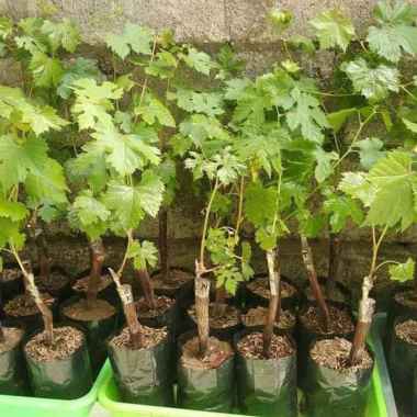 bibit buah anggur import grafting paket 5 bibit anggur grafting murah