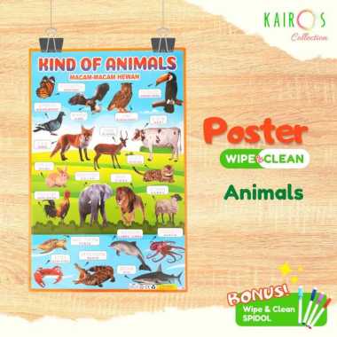 Poster Glossy Wipe and Clean Edukasi Anak Paud TK Belajar Menulis ABC Dengan Spidol Animals
