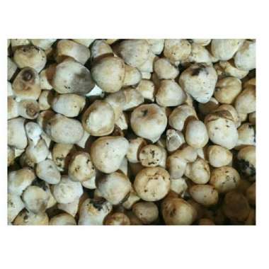 Jamur Merang / 1 kg