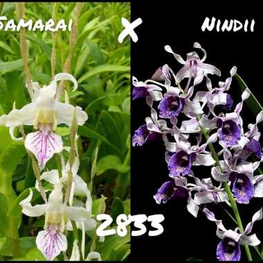 Seedling Anggrek Dendrobium Keriting Hybrid Bibit Bunga Dendro Melintir Hibrid Sedling Sleding Tanam