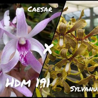 Seedling Anggrek Dendrobium Keriting Hybrid Bibit Bunga Dendro Melintir Hibrid Sedling Sleding Tanam