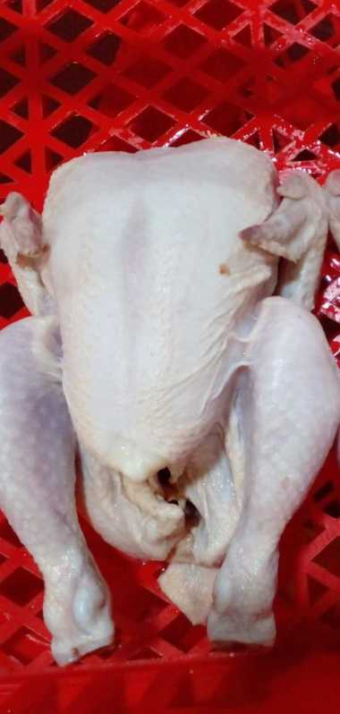 ayam broiler frozen 0,7 sd 0,8/ayam frozen/ayam potong/ayam murah