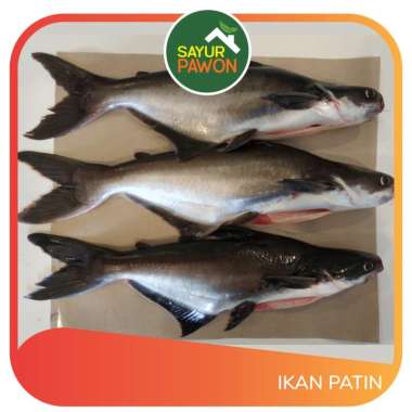 Ikan Patin Segar per 500 gr - Sayur Pawon Jogja