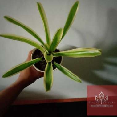 Bromelia Mini