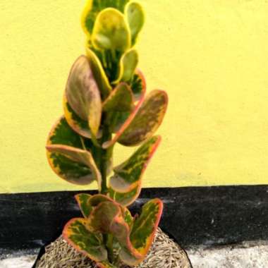 Tanaman Puring Apel Kuning