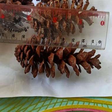 jual buah Pinus buat hiasan kering ukuran 8-9cm