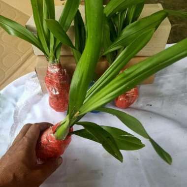 jual bibit tanaman hias anggrek hutan siap tanam