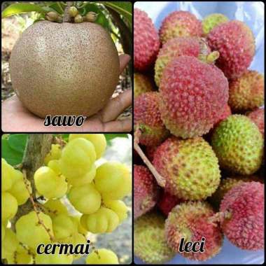 Azzahra berkah bibitku paket bibit tanaman buah 3 macam Indonesia