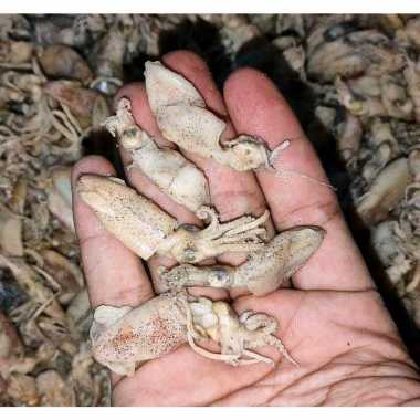 Baby cumi asin kering medan 500 gram