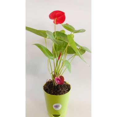 Tanaman Hias Anthurium Flamingo Merah - Bunga Anthurium