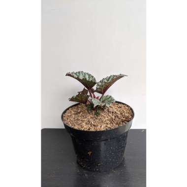Tanaman Hias Begonia Eskrim - Begonia Eskrim