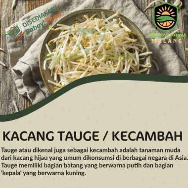 Kacang Tauge Kecambah / Toge Cambah Pendek Rawon / Cambah Kedelai Dele Tauge Panjang