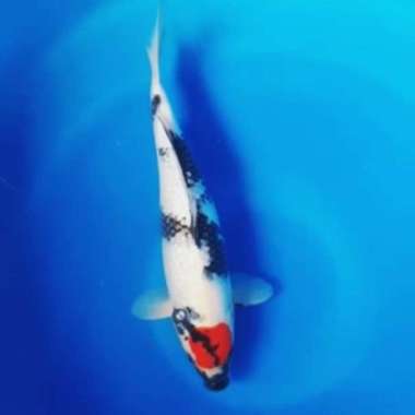 Ikan koi tancho tanco showa petir putih bersih size 35cm high quality