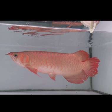 ikan arwana super red 46cm