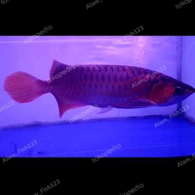 Ikan arwana super red chili 45cm