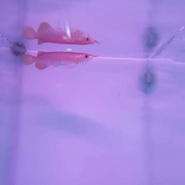 ikan arwana super red baby 10 cm