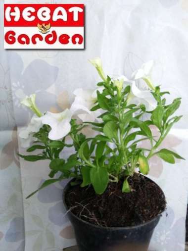 petunia putih rimbun -petunia White- tanaman hias gantung