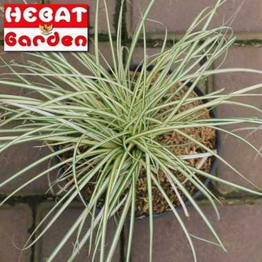 lily paris daun kecil - lily paris varigata - spider plant
