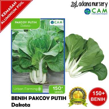 Benih / Biji Pakcoy Putih - Dakota - Berkualitas - Repack 150+ Seeds