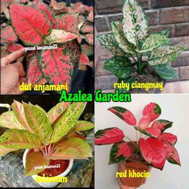 paket aglonema 4 jenis termurah