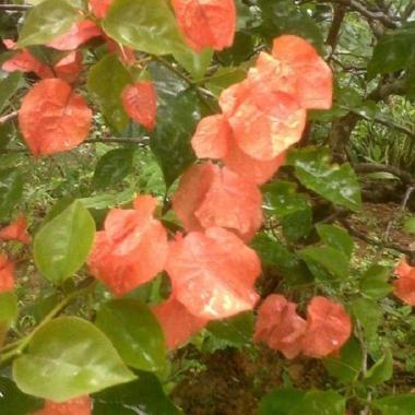 Stek Bunga Kertas/Bougenville