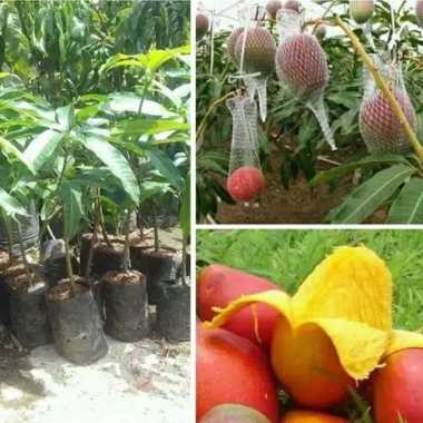 bibit buah mangga yuwen