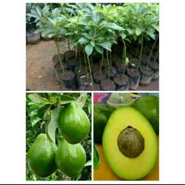 Bibit Alpukat Mentega super murah