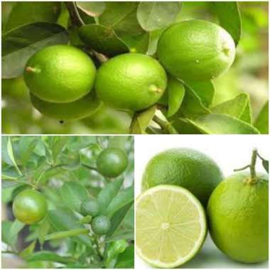 Bibit Jeruk Nipis Okulasi/Stek