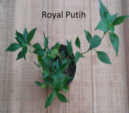 TANAMAN HERBAL KUMIS KUCING