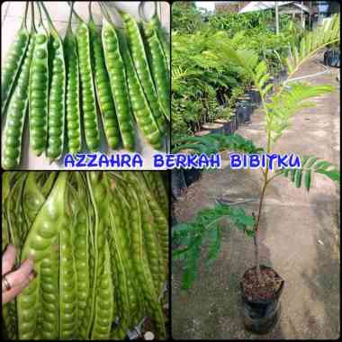 Azzahra berkah bibitku benih bibit tanaman pete pari