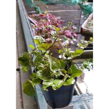 TANAMAN AQUASCAPE CARDAMINE JAPONICA VARIEGATA PALUDARIUM Pot Besar