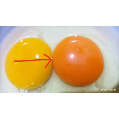 Telor Ayam Negeri Omega 1KG Fresh