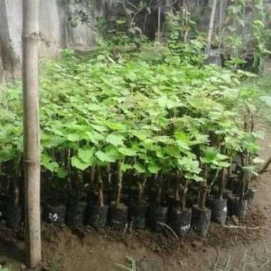 Bibit anggur import viking grafting