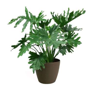 (COD) Tanaman hias philodendron jari philo jari