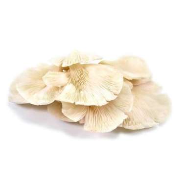 JAMUR TIRAM (1 kg)