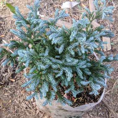 Jual Pohon Pinus Terbaru Harga Murah Blibli Com