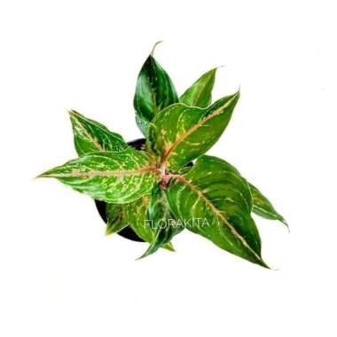 tanaman hias aglonema Butterfly - aglaonema Butterfly