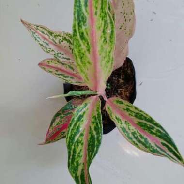 Aglonema Butterfly Mutasi