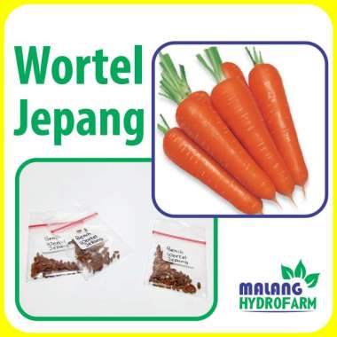 Pohon Wortel