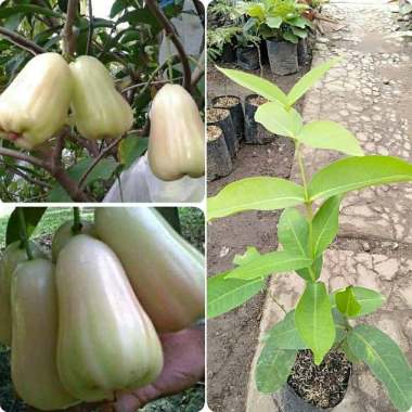 Azzahra berkah bibitku Jambu Madu Deli Susu Bibit Tanaman Indonesia