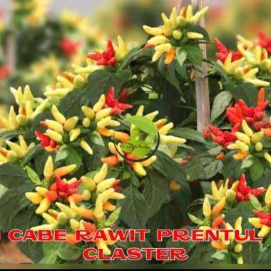 benih bibit cabe rawit prentul klaster