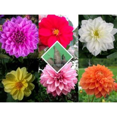 umbi dahlia bibit tanaman murah