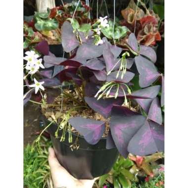 Tanaman Hias Kupu-Kupu