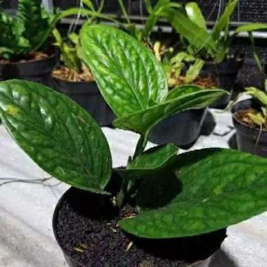 Tanaman hias sirih badak - sirih badak - sirih ijo