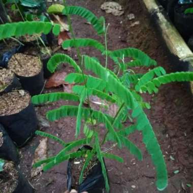 Tanaman herbal daun saga-pohon saga